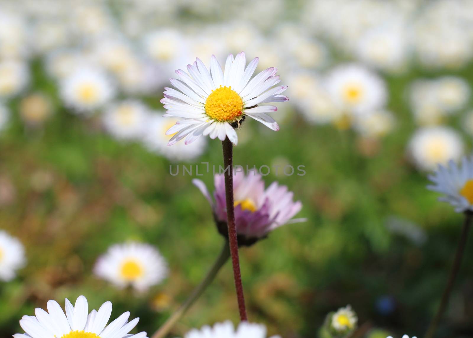 expanse of many daisies in the countryside by riccardofe