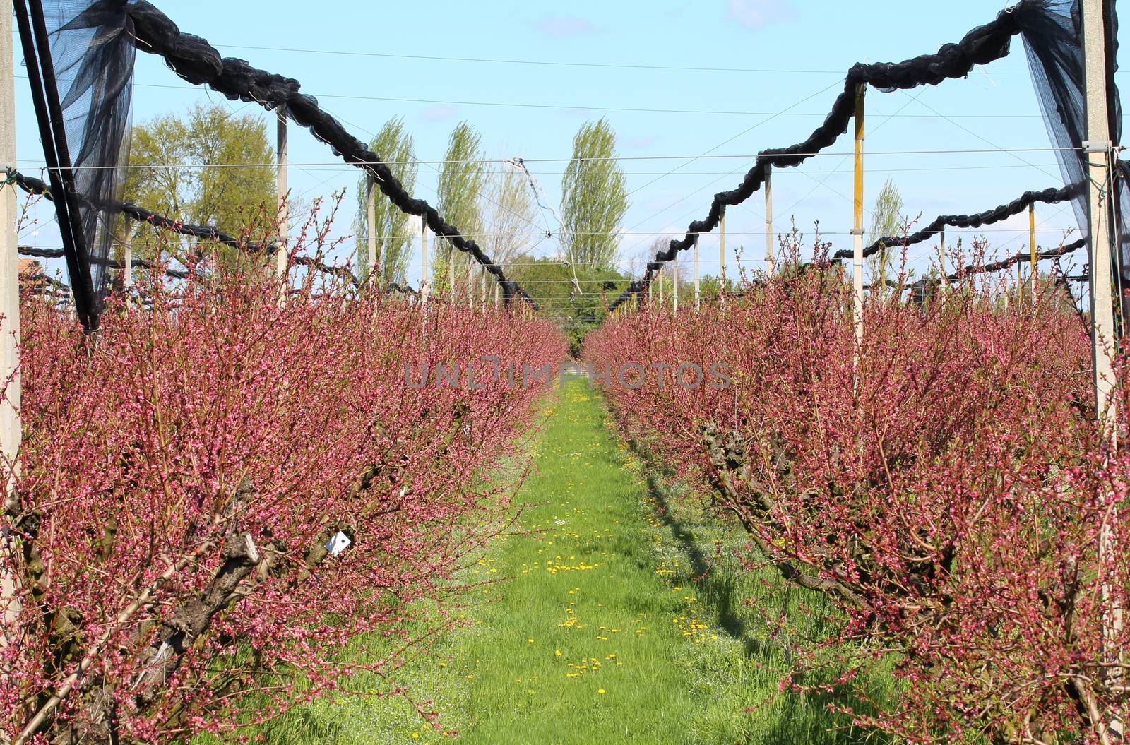fruit trees in purple color. The countryside is in bloom, fruit trees make their fruits sprout.