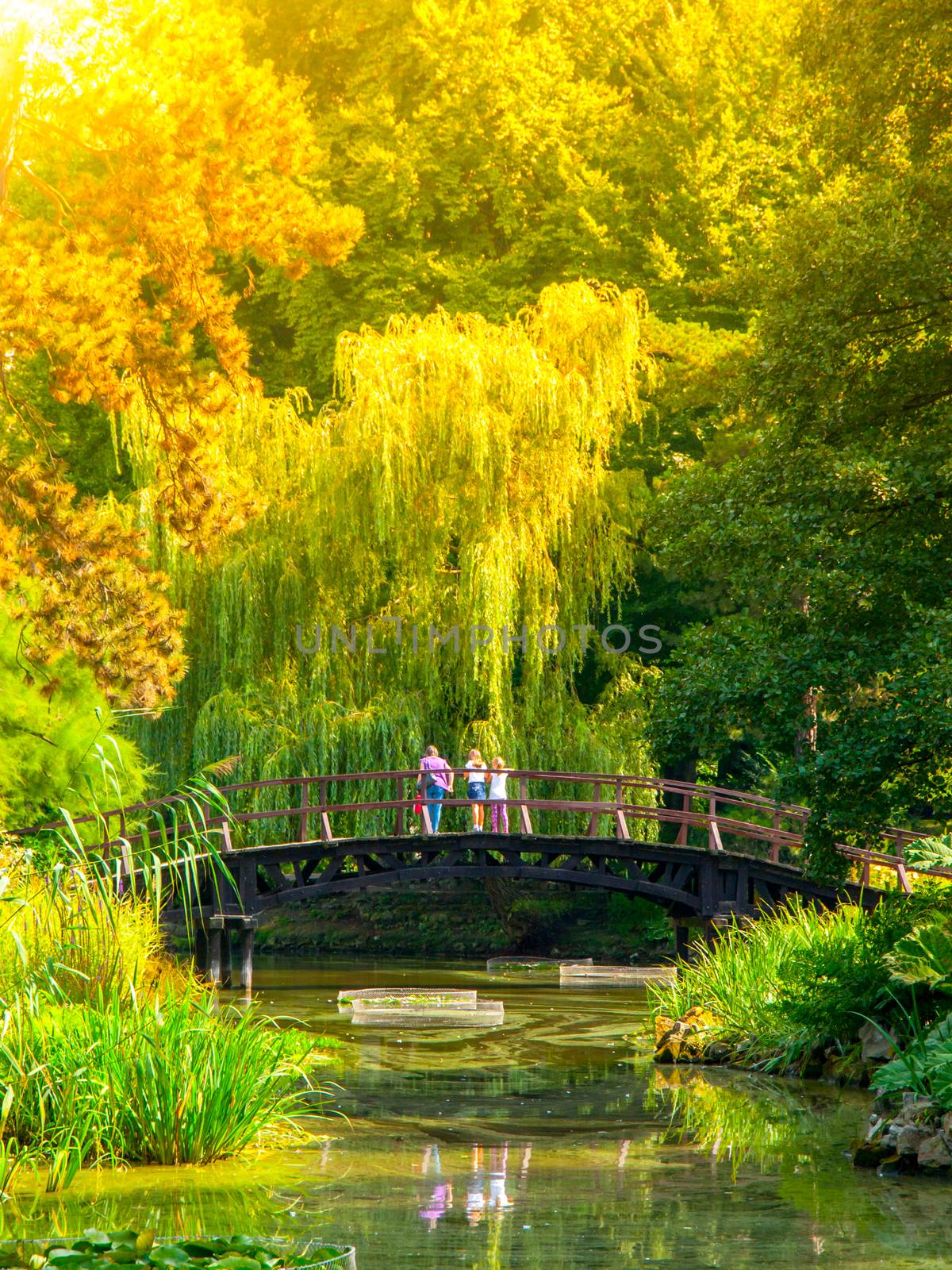 People standing on the small wooden bridge over park pond in lush greenery of botanical garden.