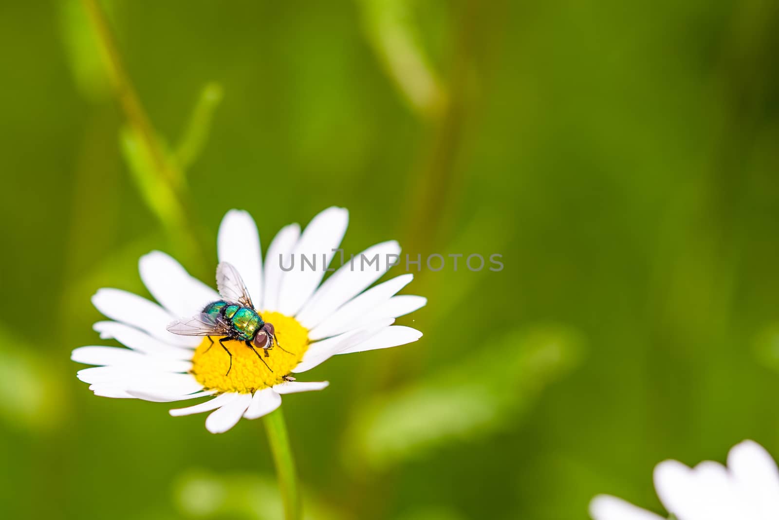 Bottle fly on daisy, macro by asafaric