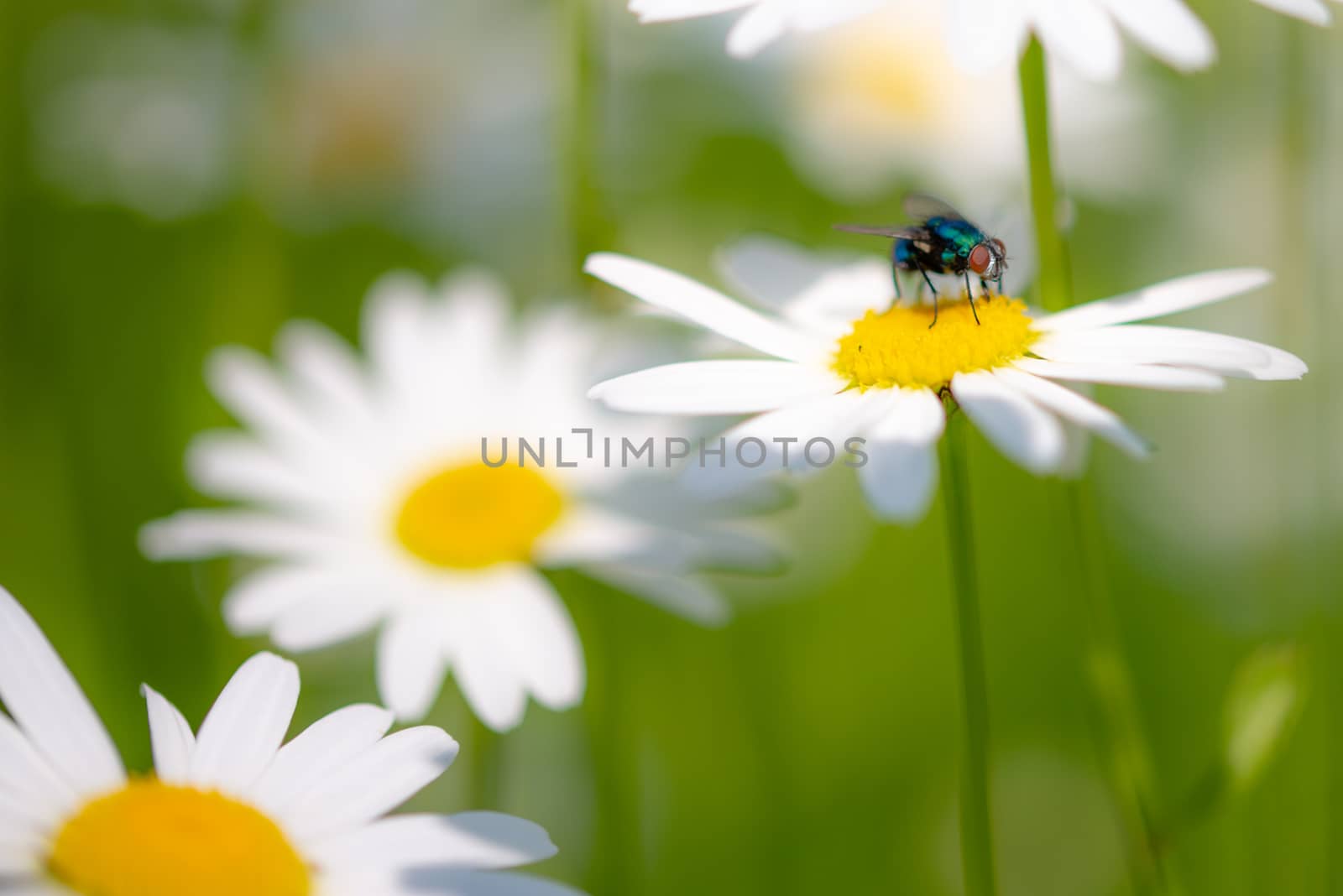 Bottle fly on daisy, macro, pollinating insects