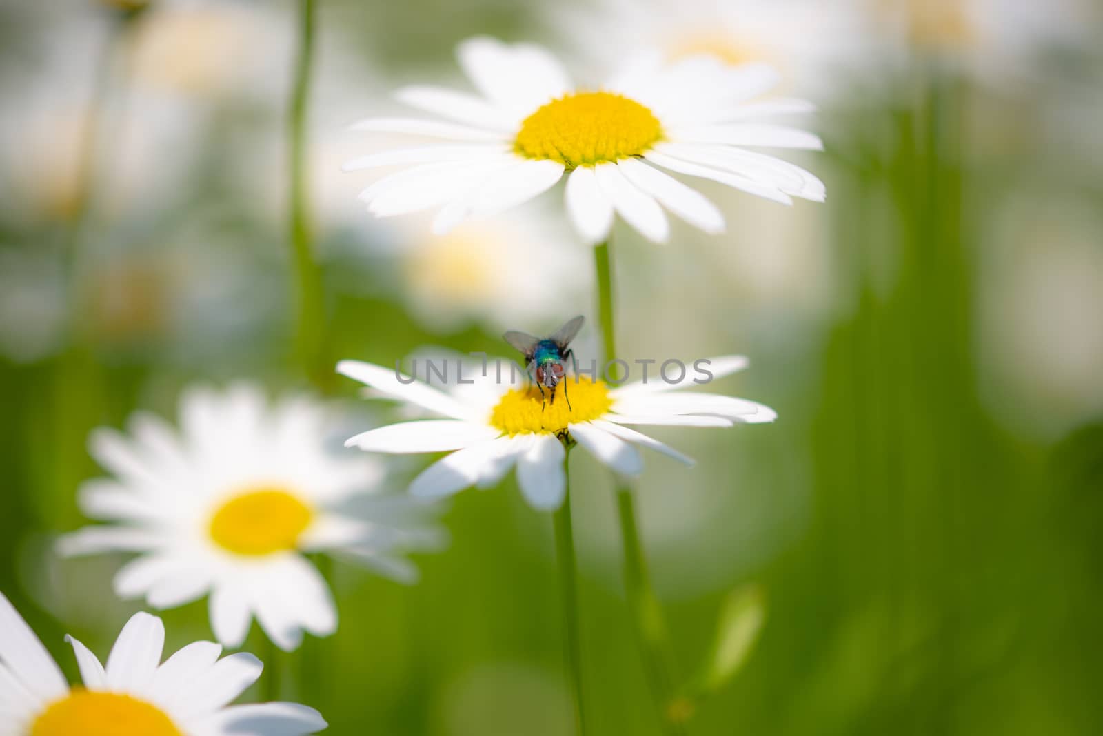 Bottle fly on daisy, macro, pollinating insects