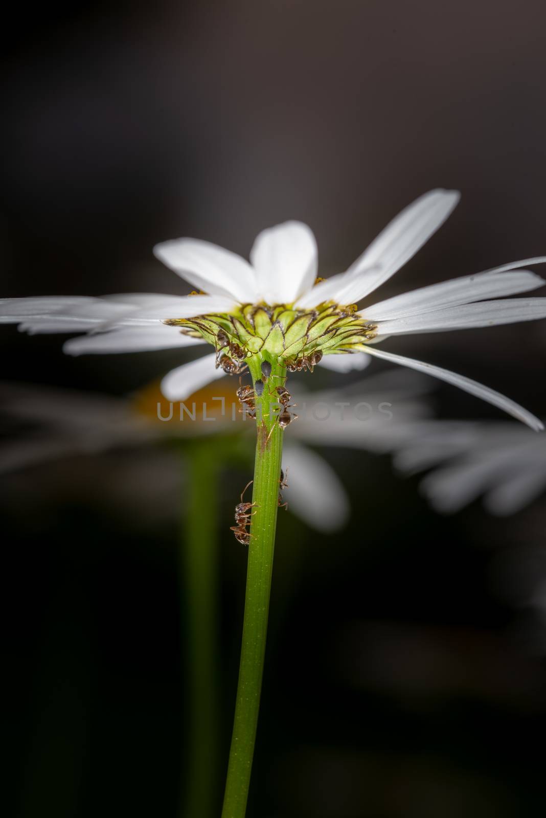 Ants feeding on honeydew from aphids on a daisy by asafaric