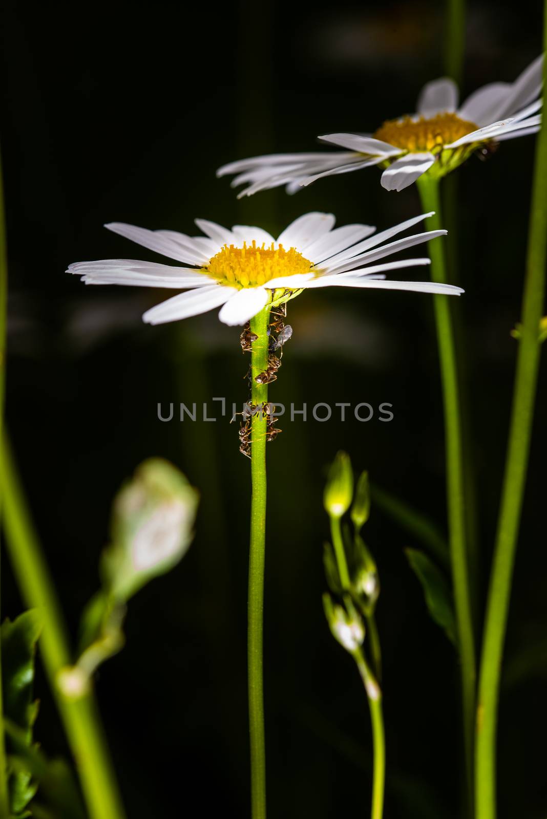 Ants feeding on honeydew from aphids on a daisy by asafaric