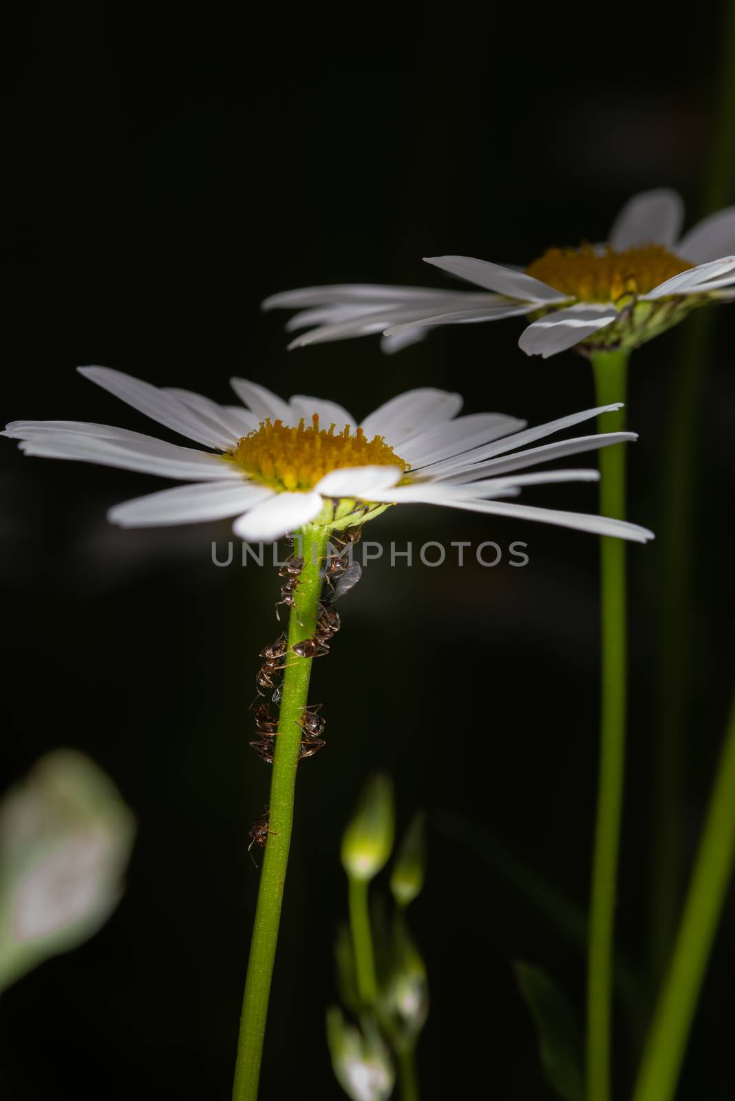 Ants collecting and feeding honeydew from aphids on a daisy stem, macro, extreme close up, dark background