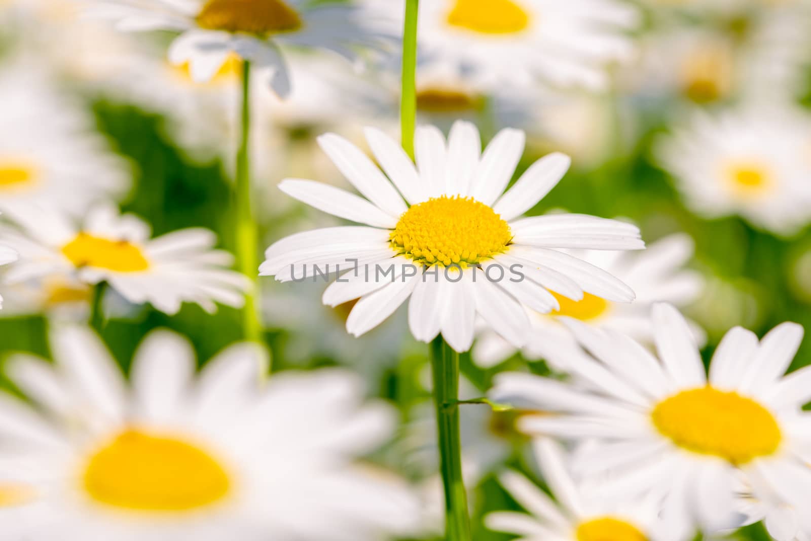 Field of Daisies on a meadow on a summer day, home garden plants, decoration, natural background