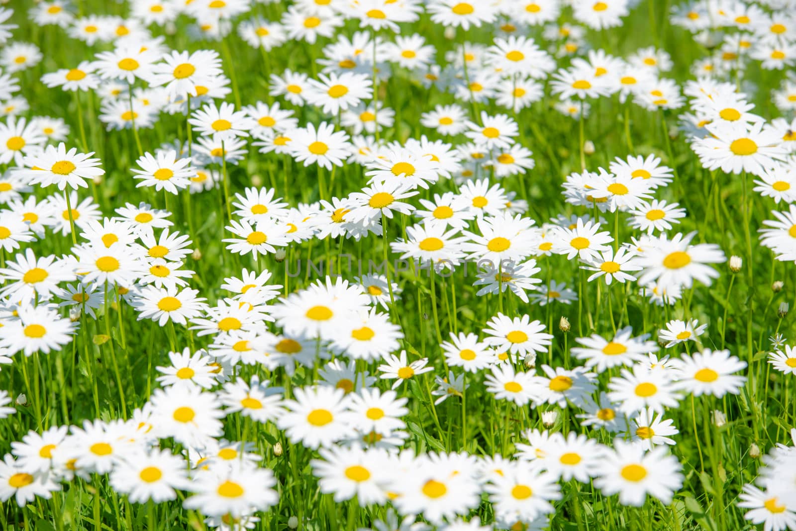 Field of Daisies on a meadow on a summer day, home garden plants, decoration, natural background