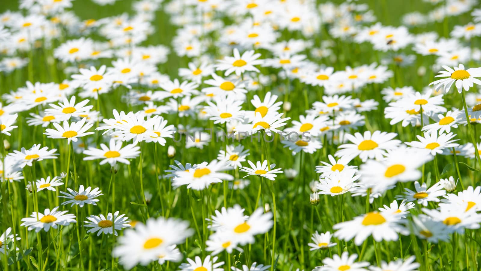 Field of Daisies on a meadow by asafaric