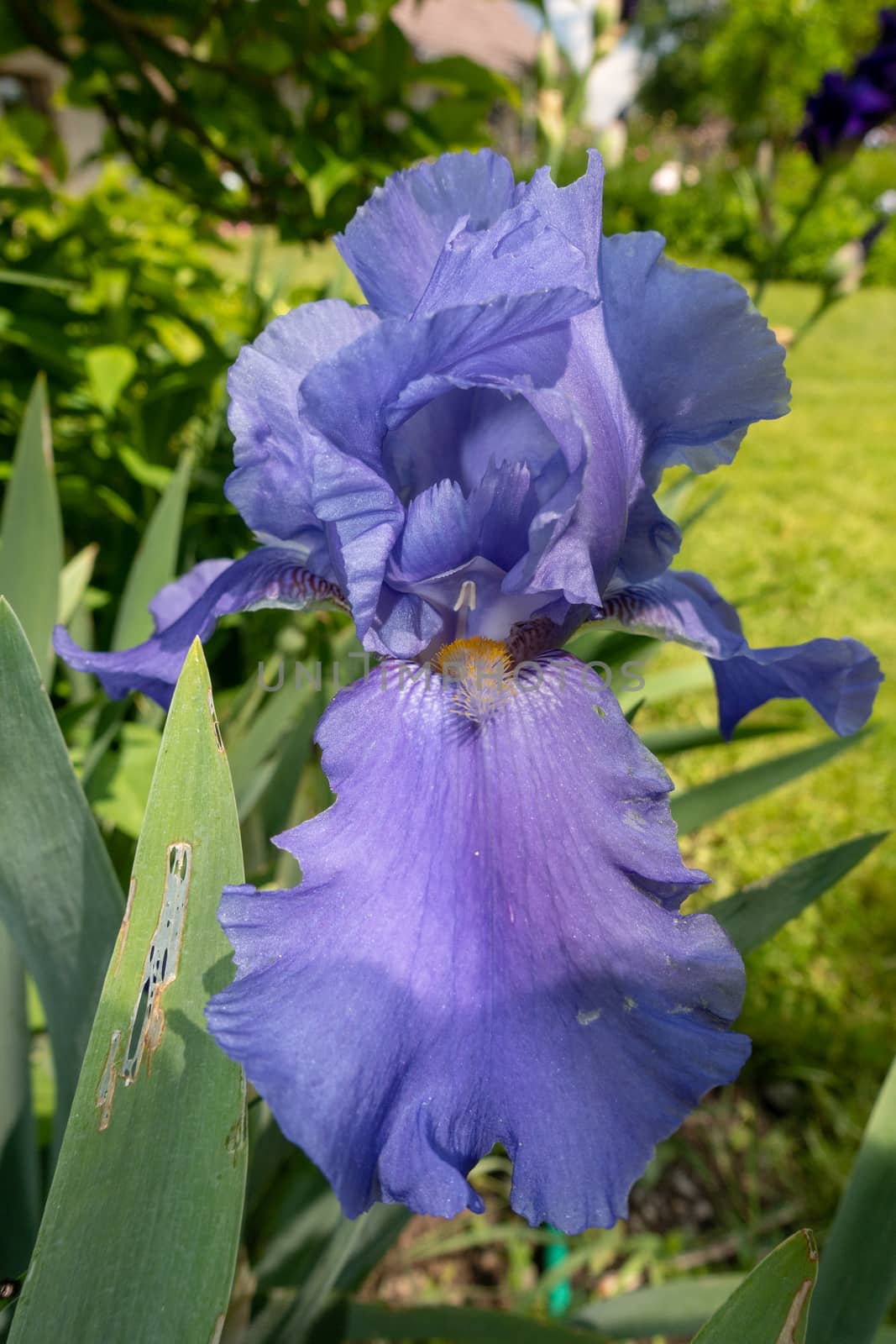 Macro Closeup of blue Bearded iris, Iris Barbata on green blurred background