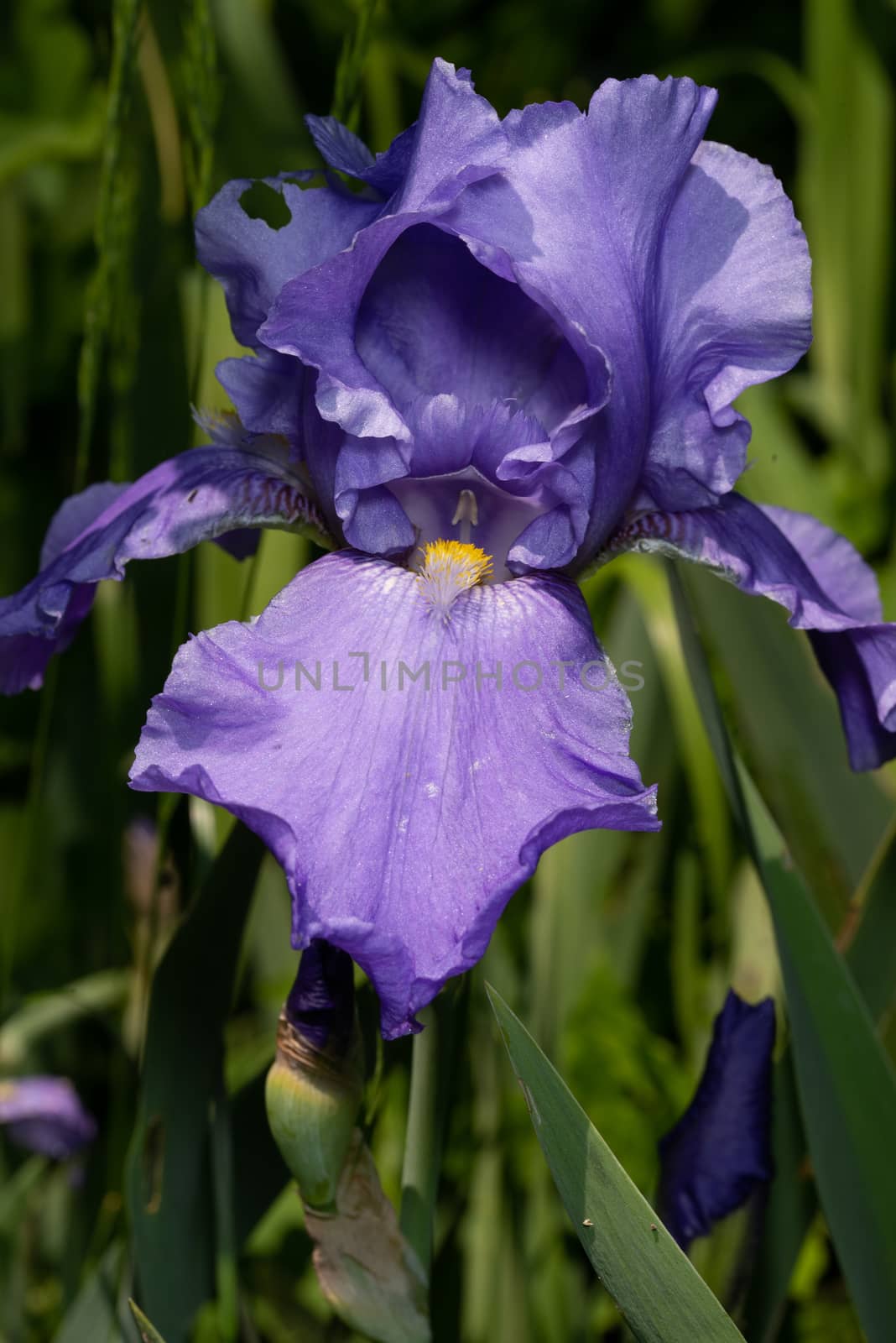 Macro Closeup of blue Bearded iris, Iris Barbata on green blurred background