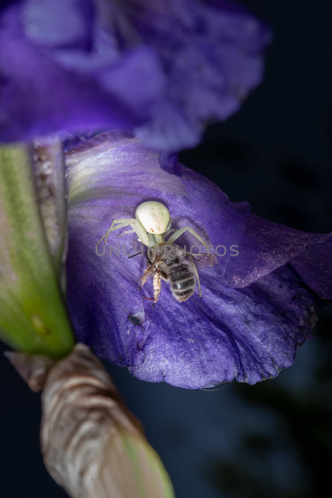 Macro Closeup of a white crab spider feasting on catched bee on Bearded iris, home garden insects