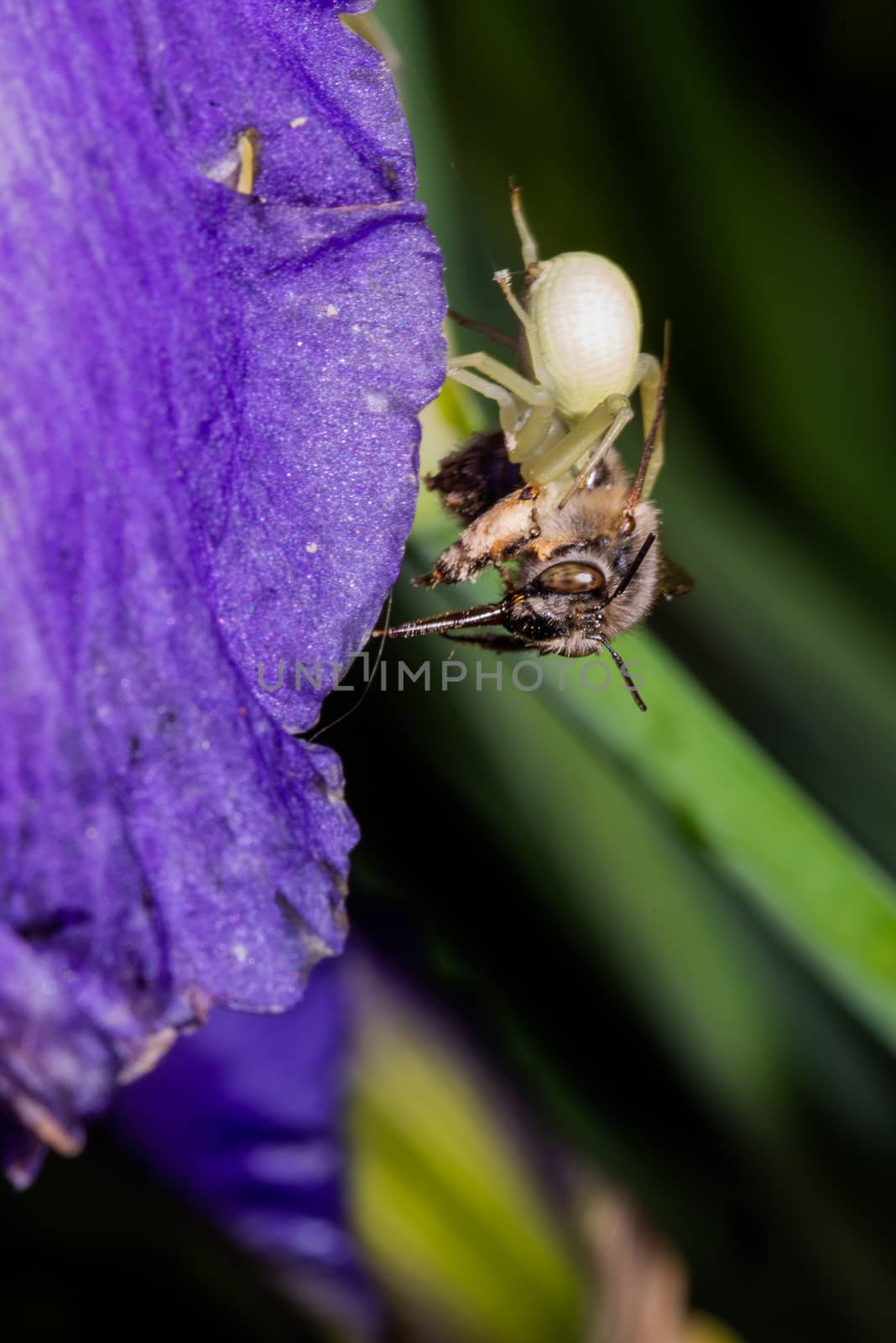 Macro Closeup of a white crab spider feasting on catched bee on blue Bearded iris, Iris Barbata by asafaric