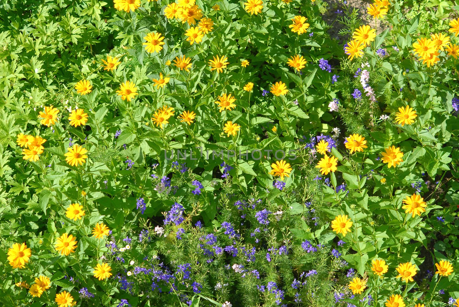 Spring flowers field by Vectorex