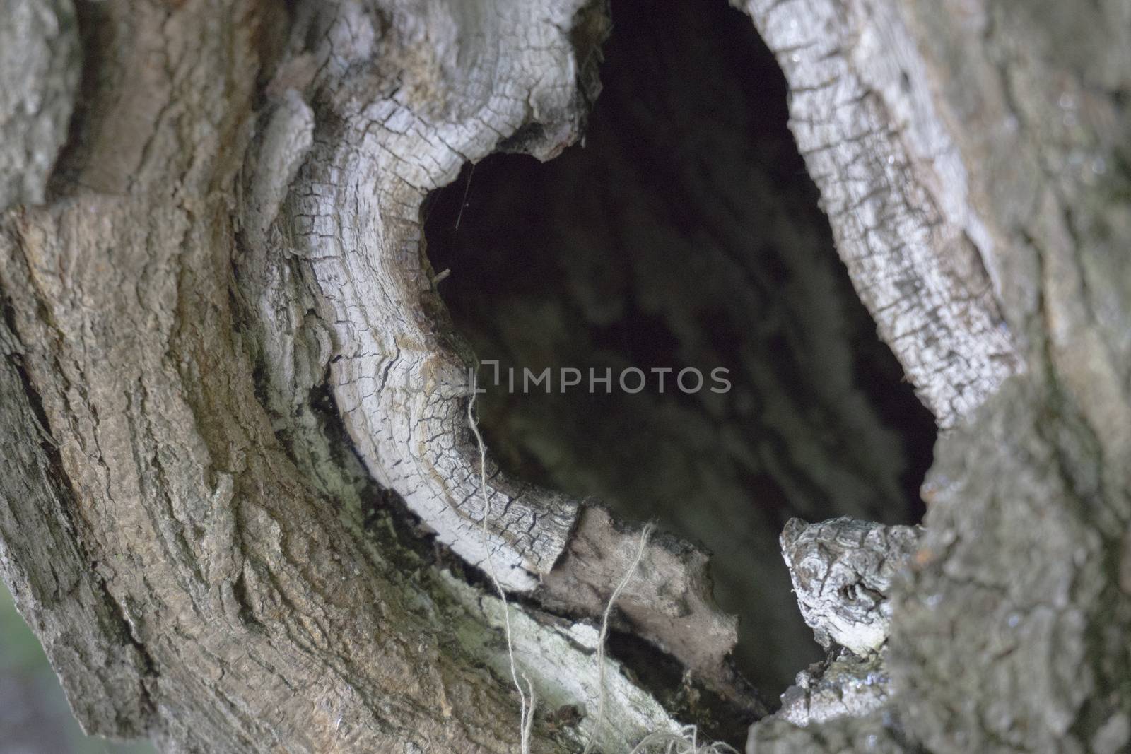 wooden trunk detail with animal burrow hole