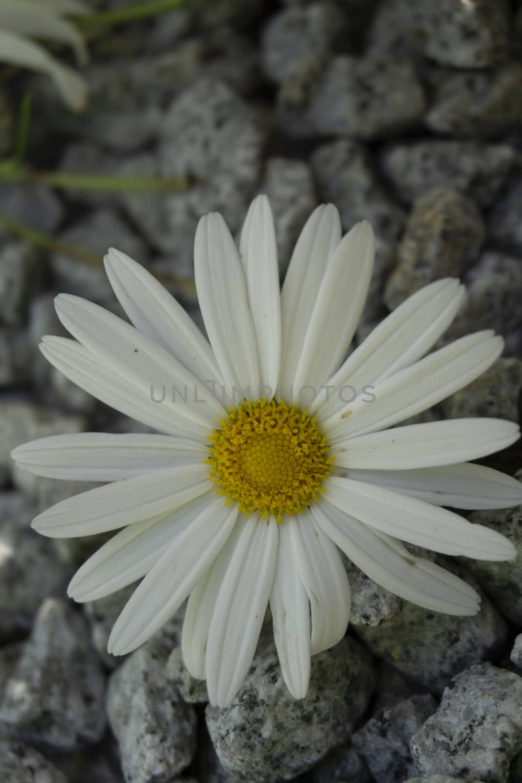 Big daisy with detail on yellow center macro