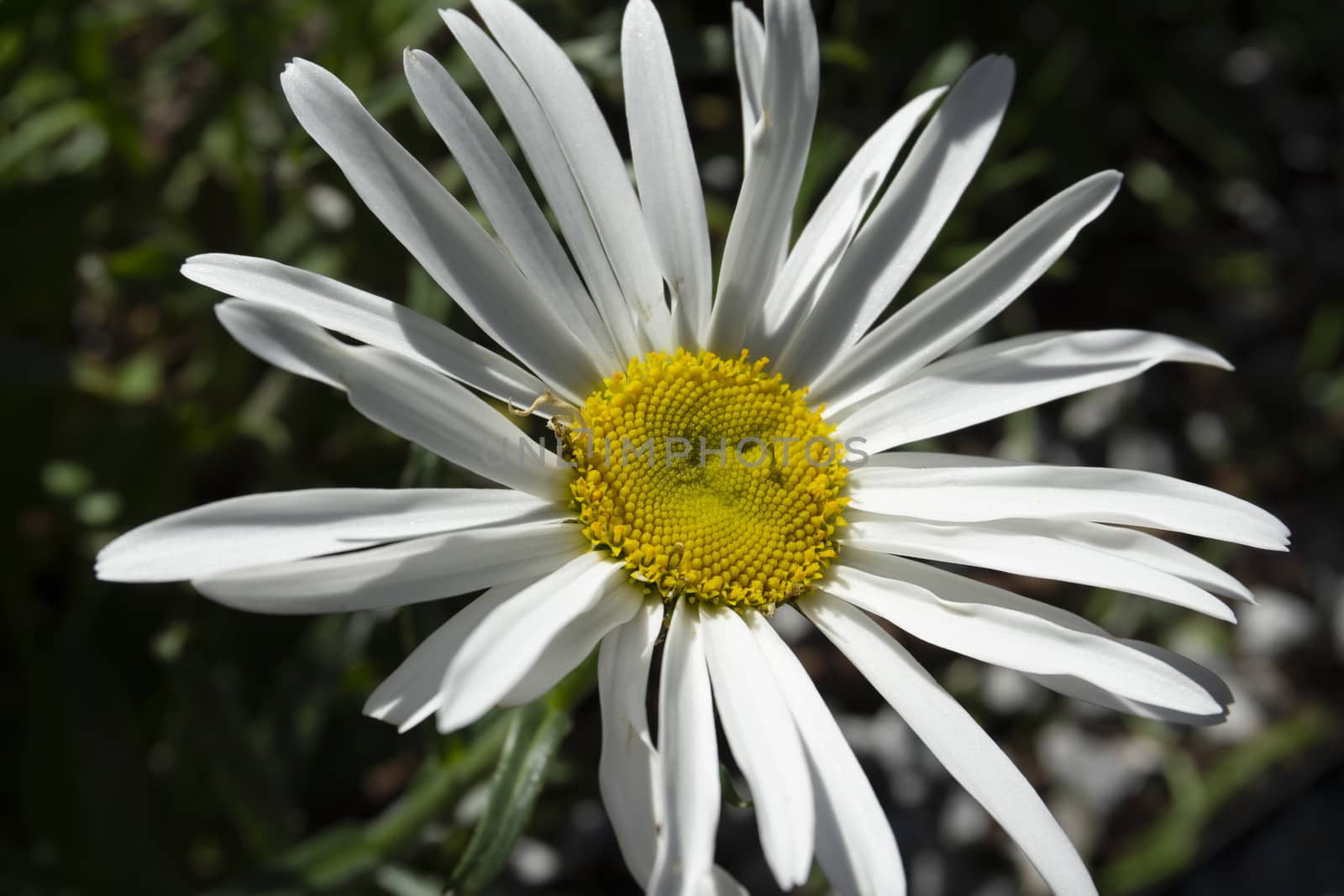 Big daisy with detail on yellow center macro