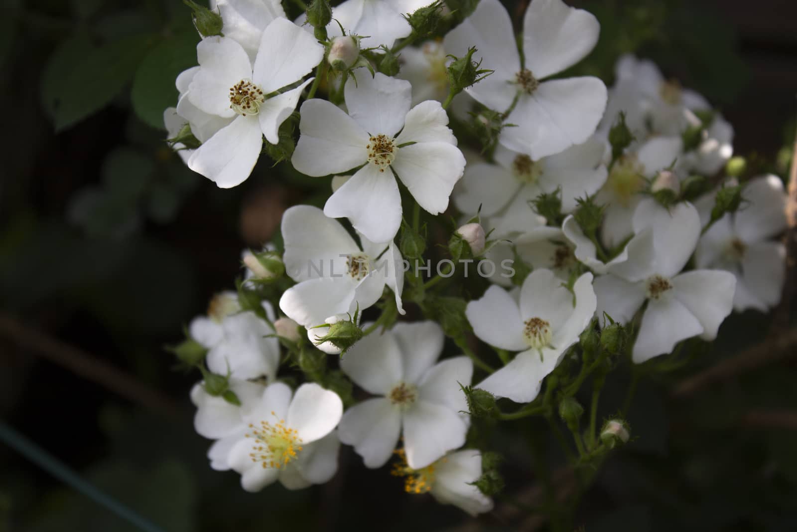 white flower detail as a small orchid by lovecomunication