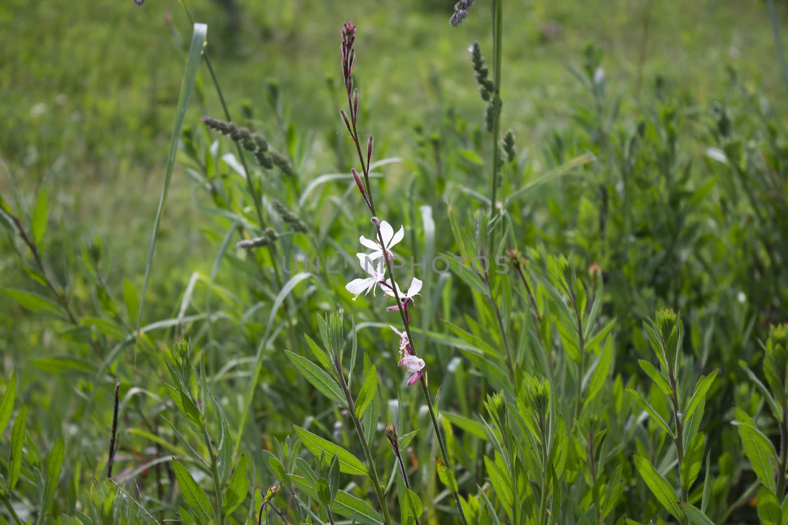 white field flower in the middle of the meadow by lovecomunication