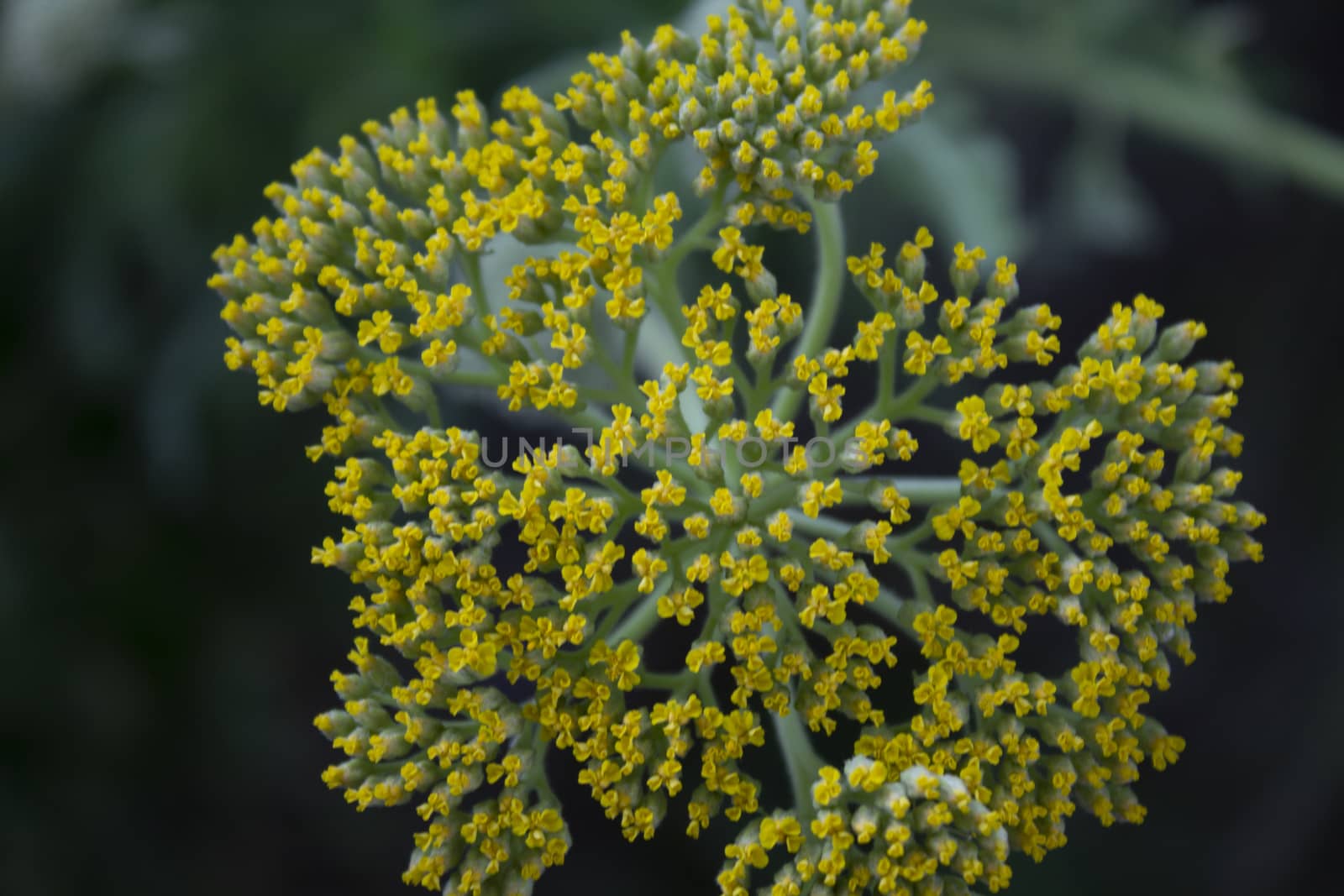 detail of flower with yellow tips by lovecomunication