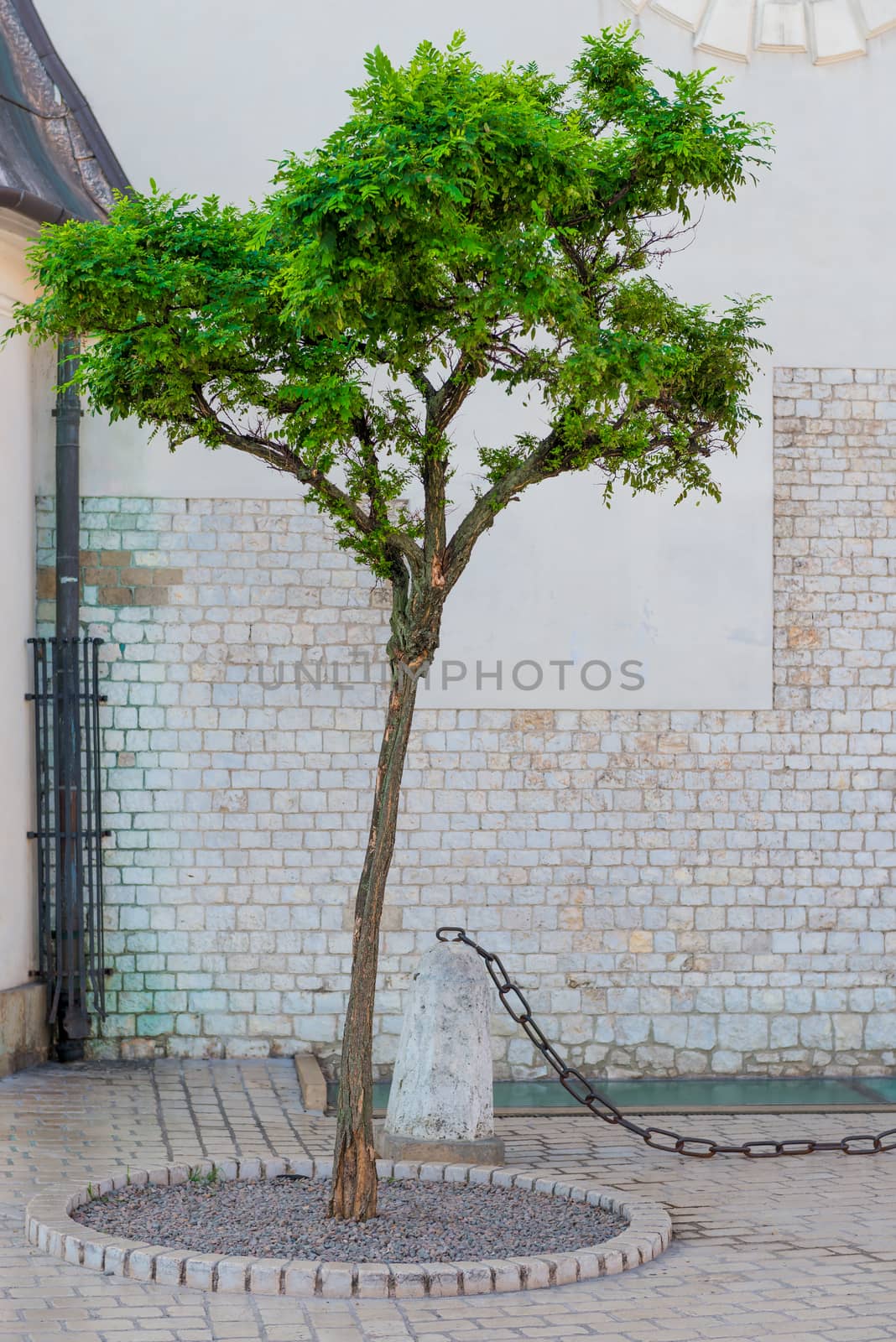 green beautiful tree in the city on a white brick wall background of a building