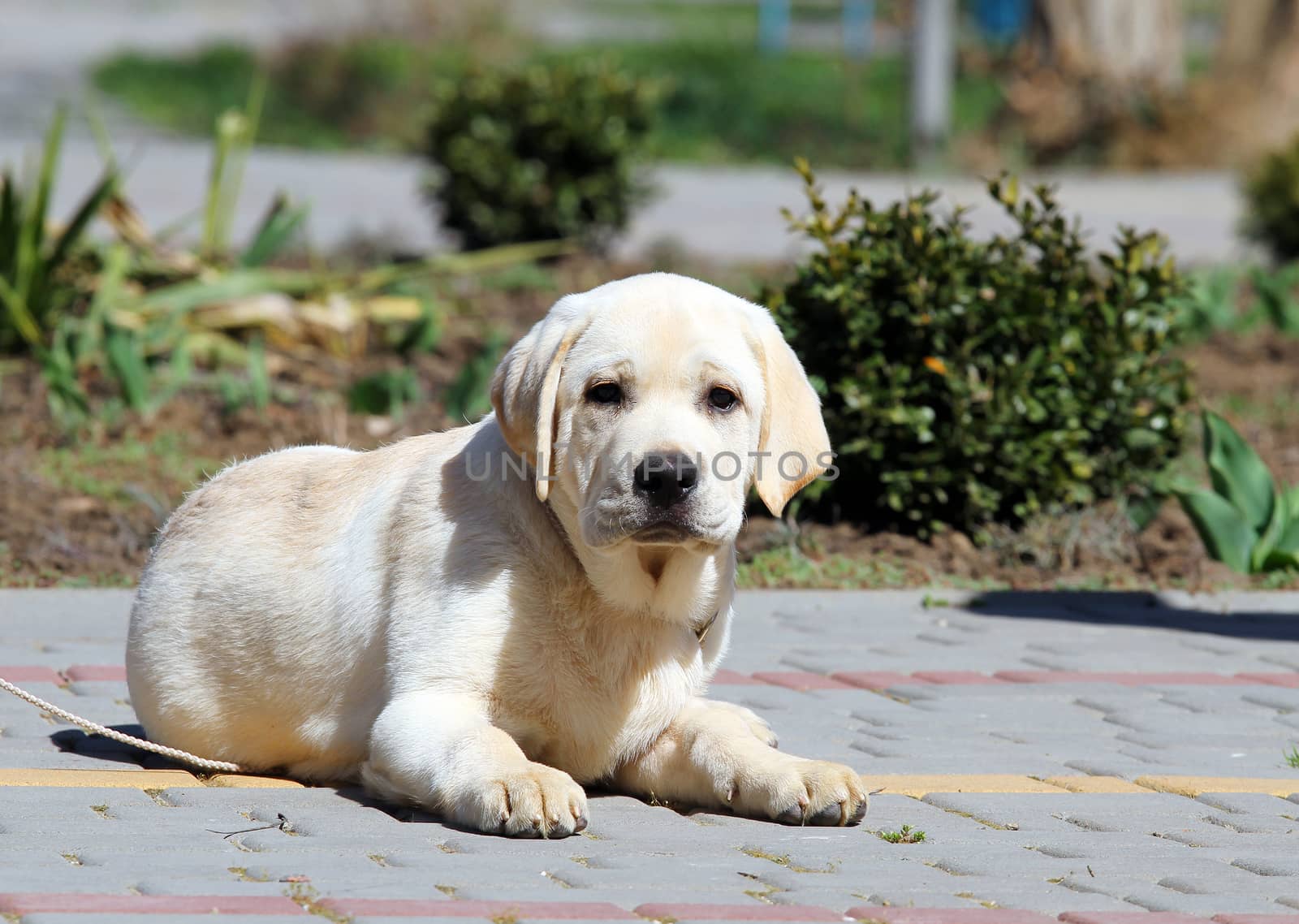 little cute yellow labrador puppy sitting in the park