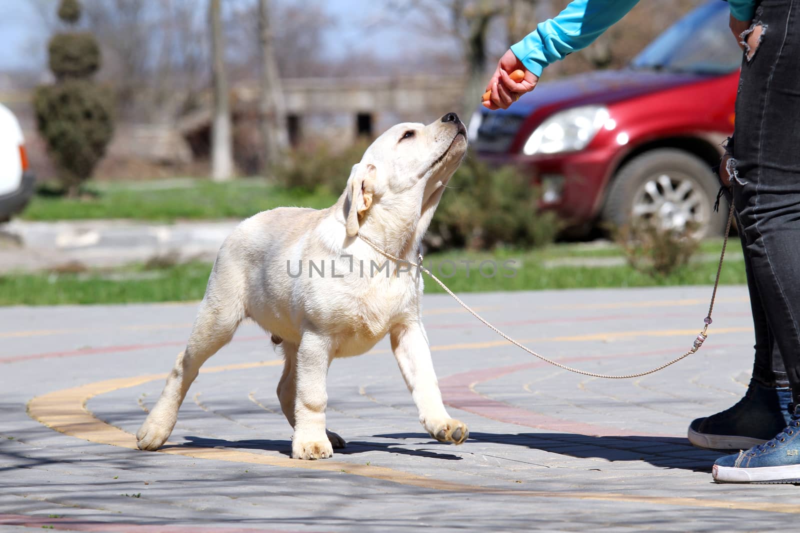little yellow labrador puppy sitting in the park