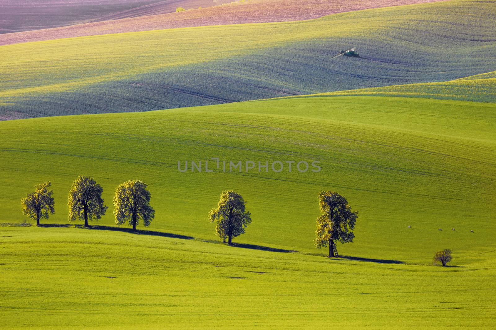 View on the chestnuts and tractor fertilize a field in South Moravia, Czech Republic