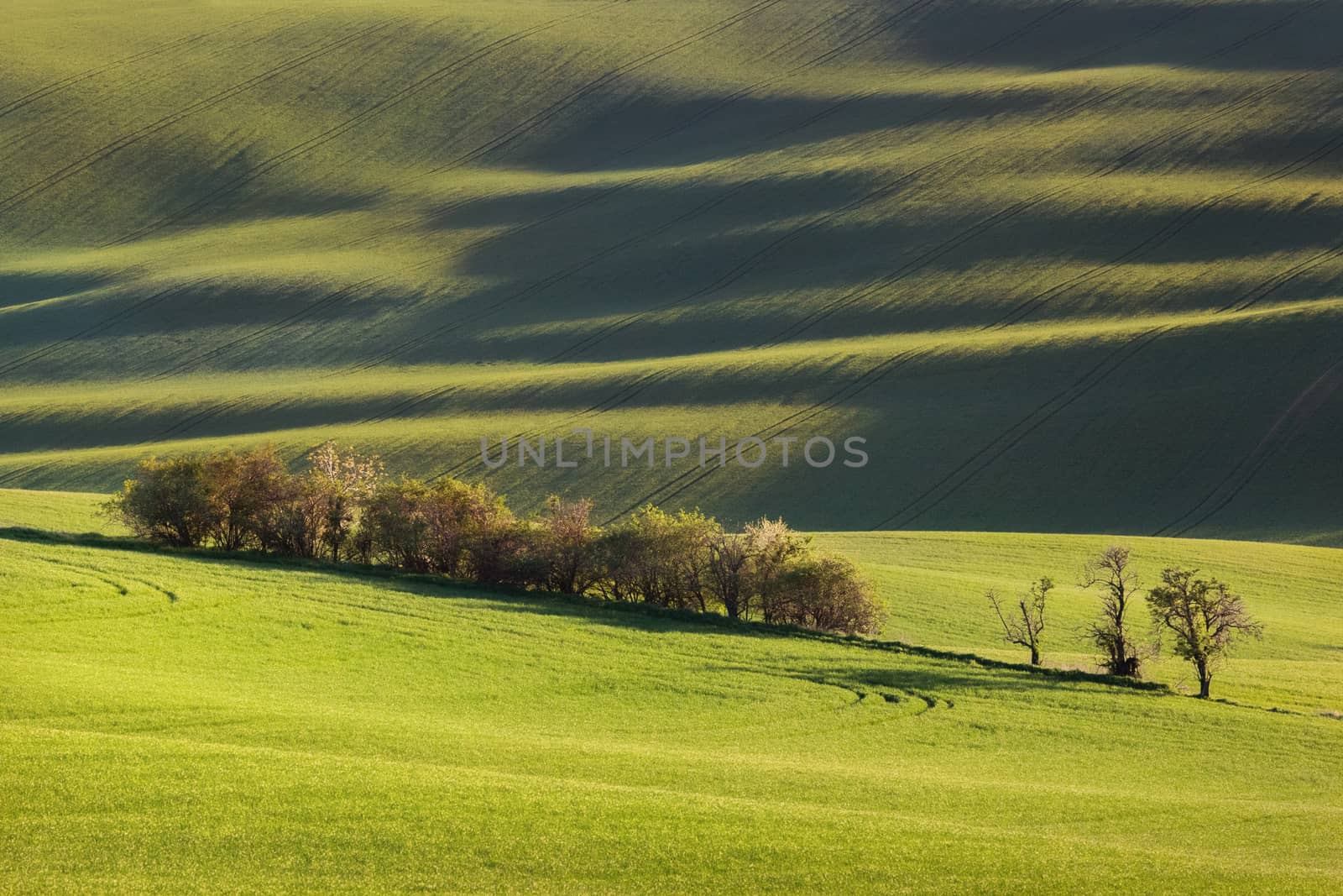 Sunset lines and waves with trees in the spring, South Moravia, Czech Republic