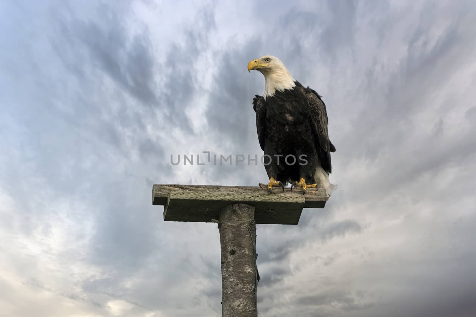 American Bald Eagle Perched on a Pole by Davidgn