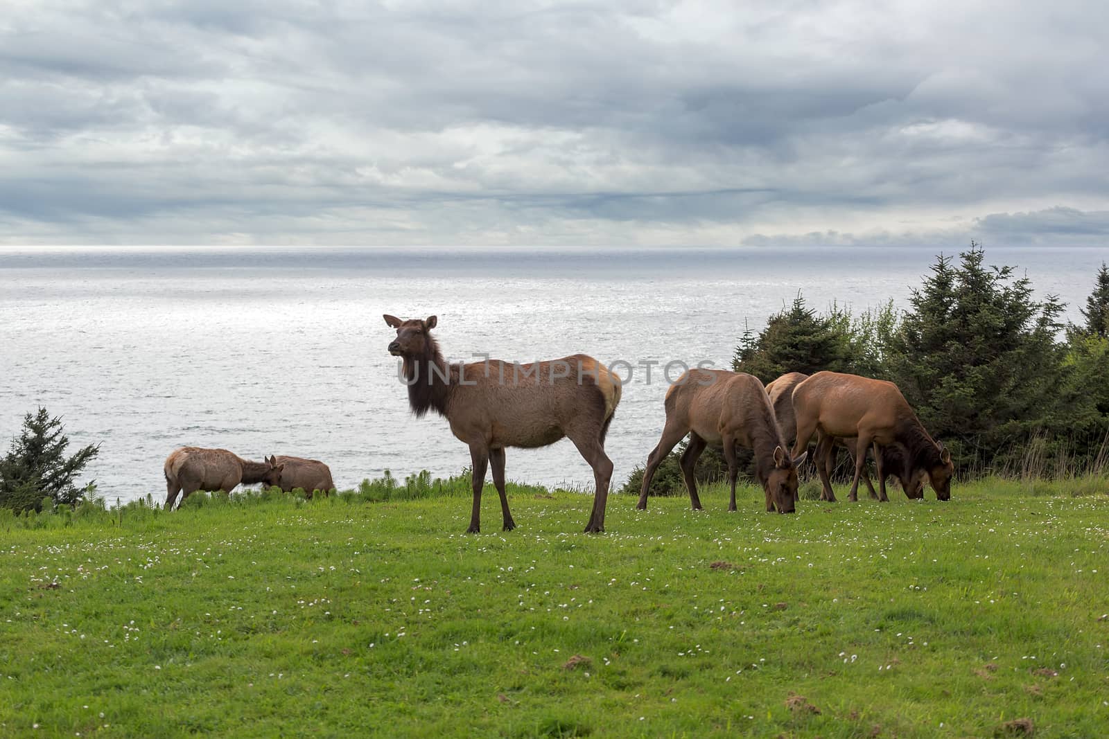 Herd of Elk grazing on green pasture in Cannon Beach Ecola State Park at Oregon Coast