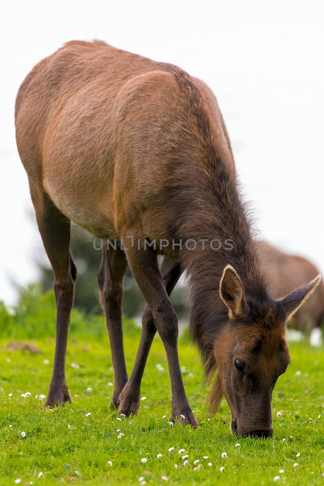 Elk Grazing on Green Pasture Closeup by Davidgn