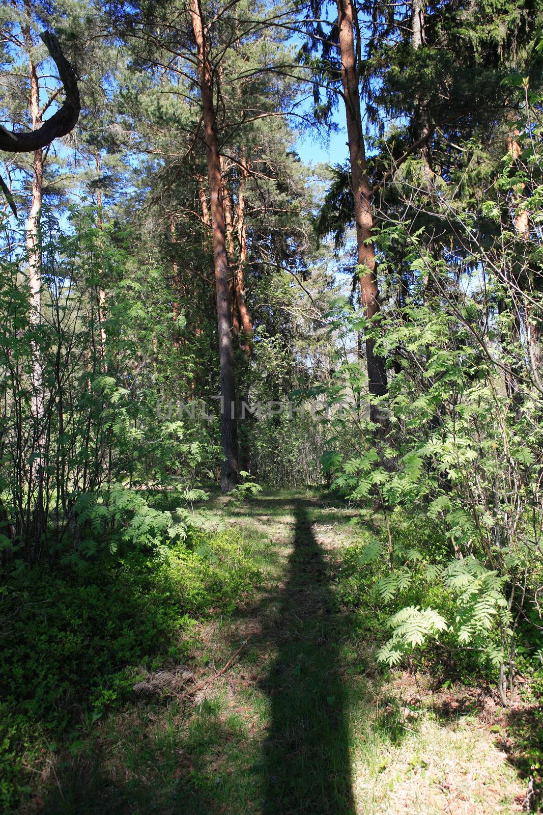 Summer landscape with long tree shadow across pine forest