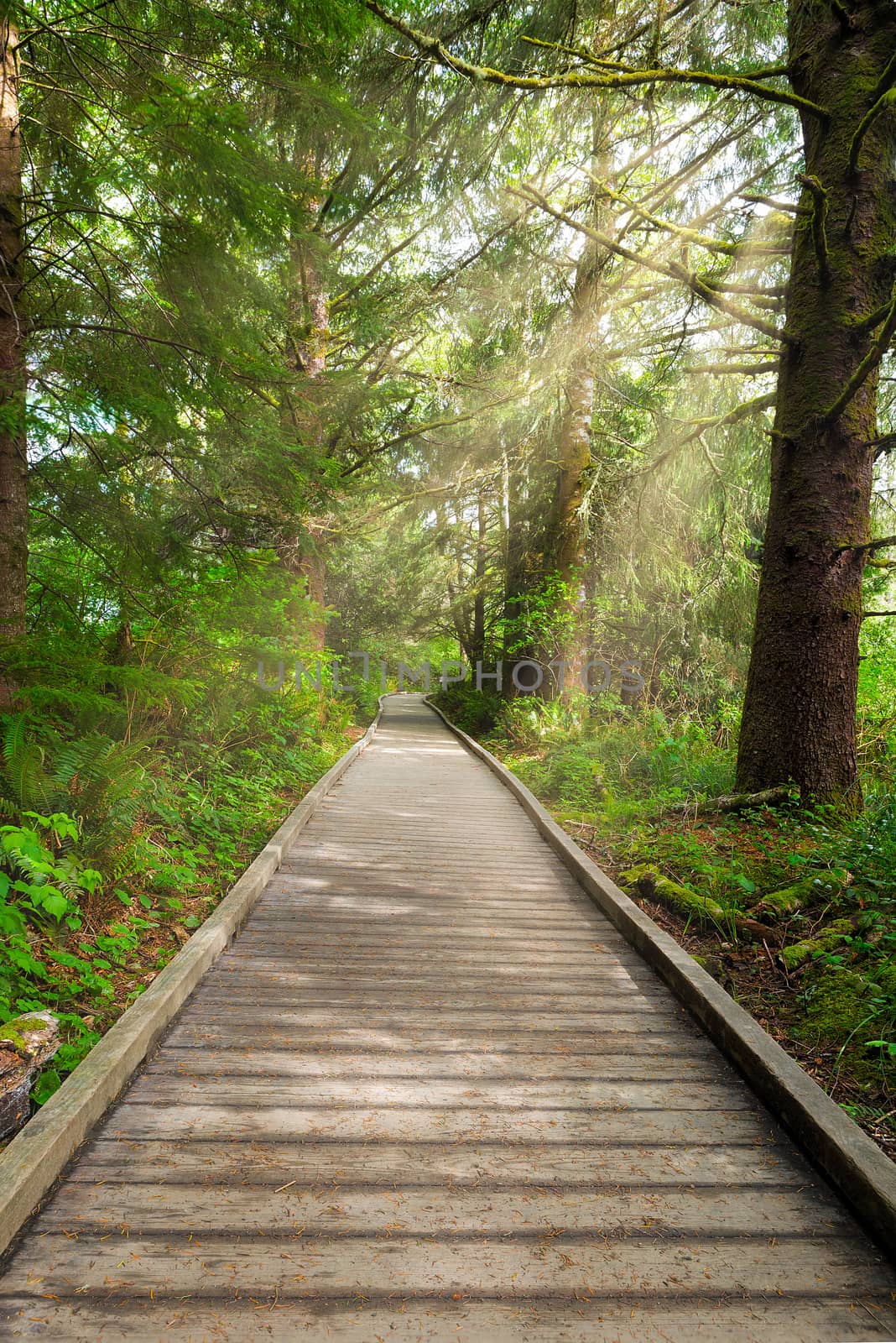 Boardwalk along Hiking Trail at Fort Clatsop by Davidgn