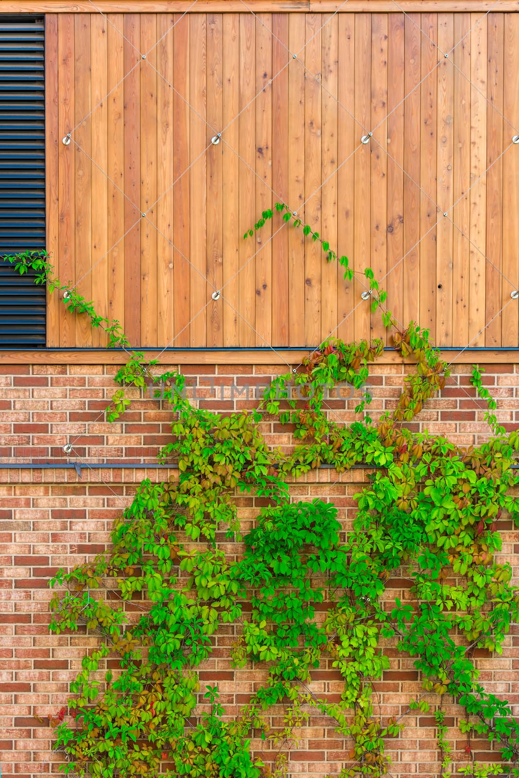 green vine a hedge on the wall