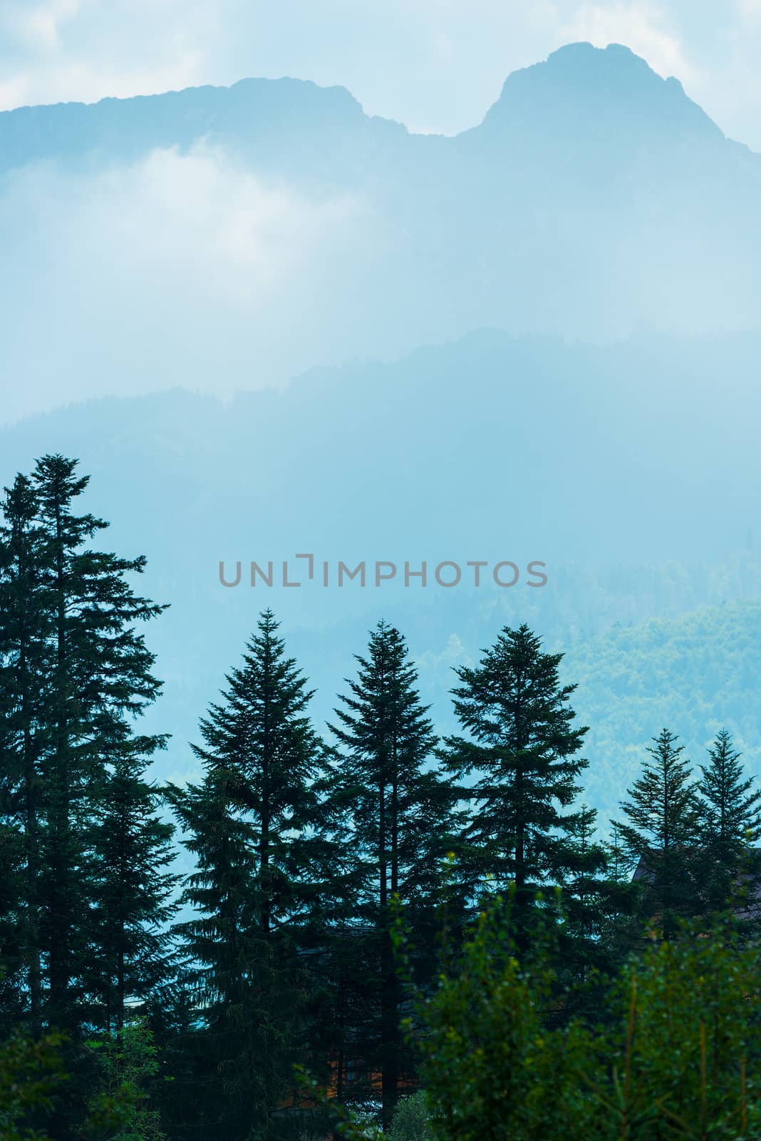 vertical landscape - pine forest, mountains and light mist in the morning