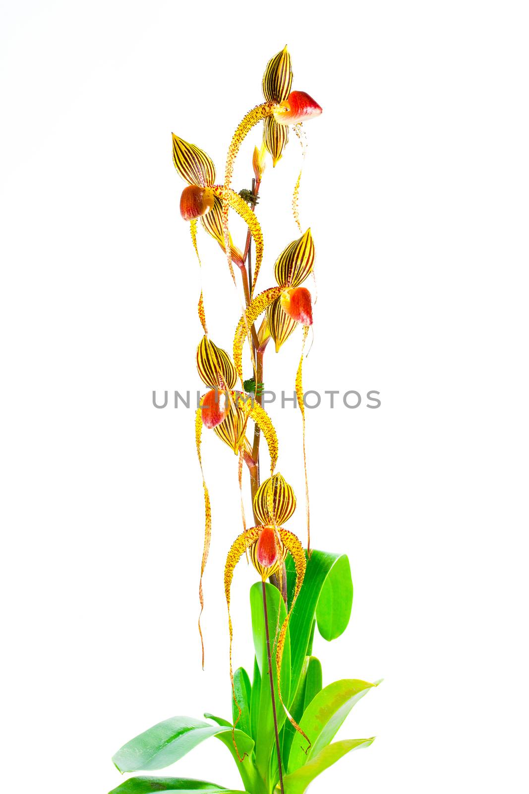 Orchid flower on white background, paphiopedilum.