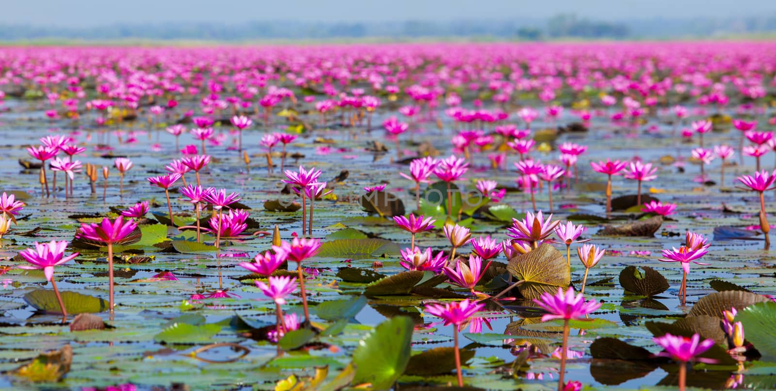Ban Bua Daeng, Udon Thani , picture of beautiful lotus flower field at the red lotus Panorama View.