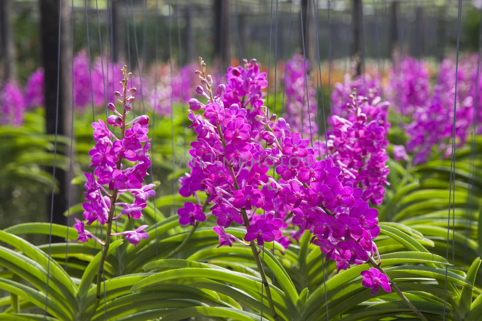 Vanda Orchid flower in tropical garden. Floral background.Selective focus.