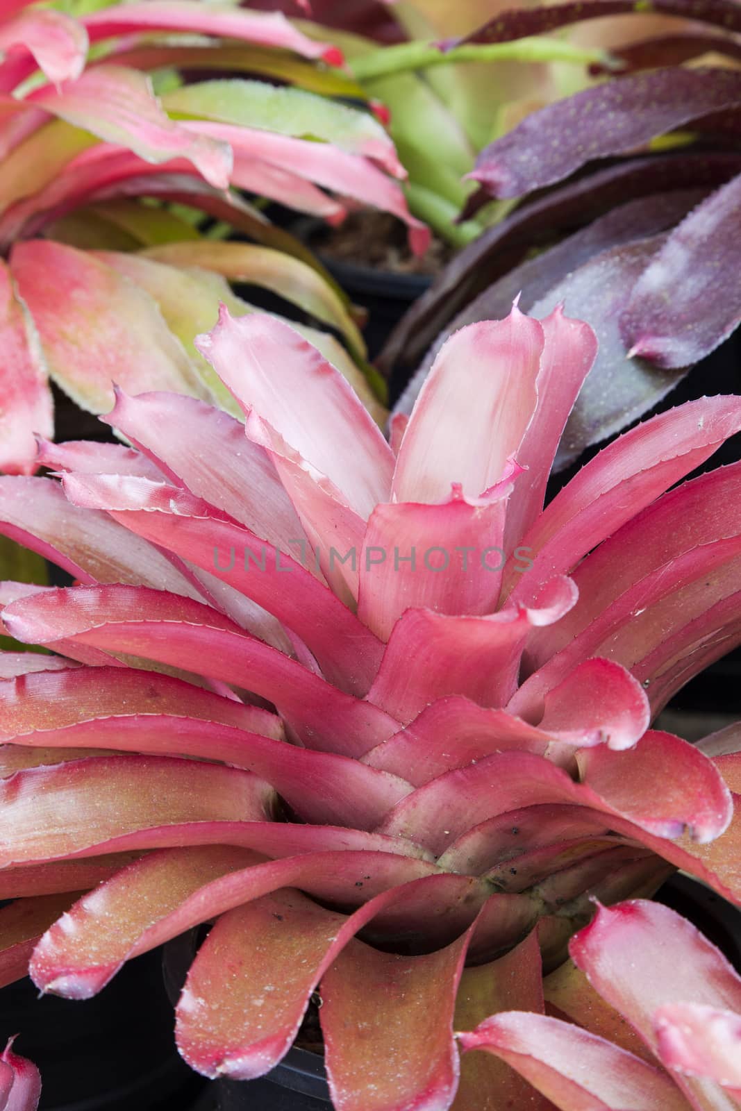 Bromeliad flower in various color in garden for postcard beauty decoration and agriculture concept design.