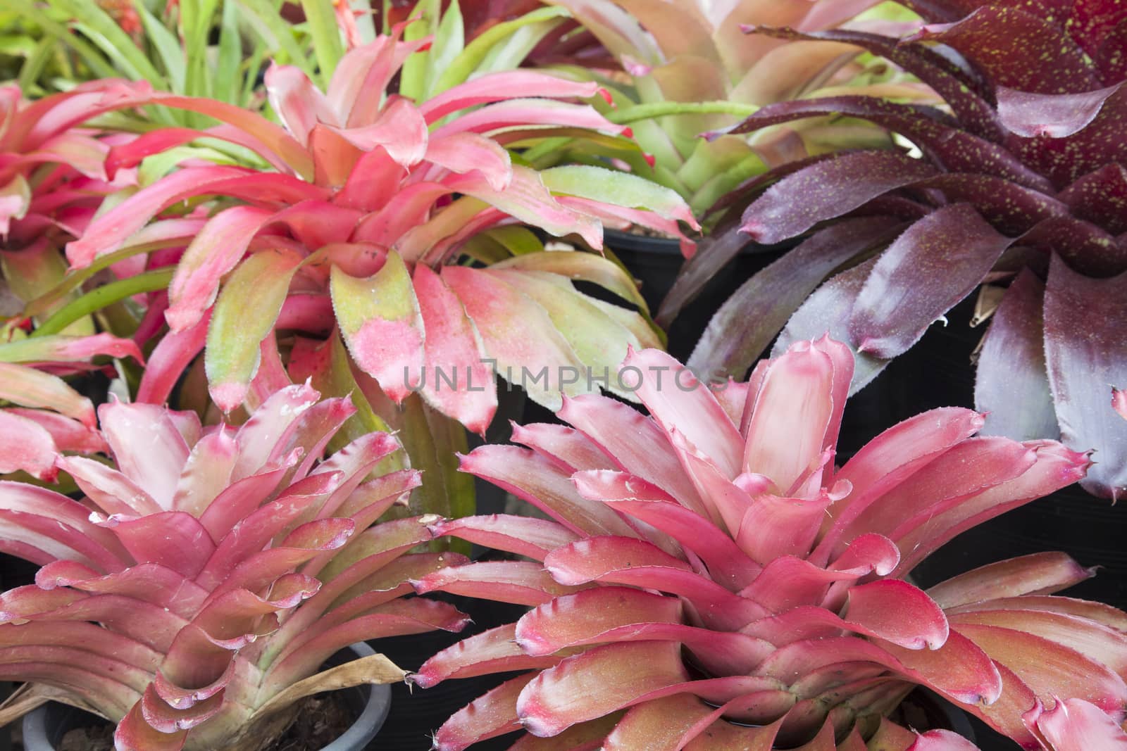 Bromeliad flower in various color in garden for postcard beauty decoration and agriculture concept design.