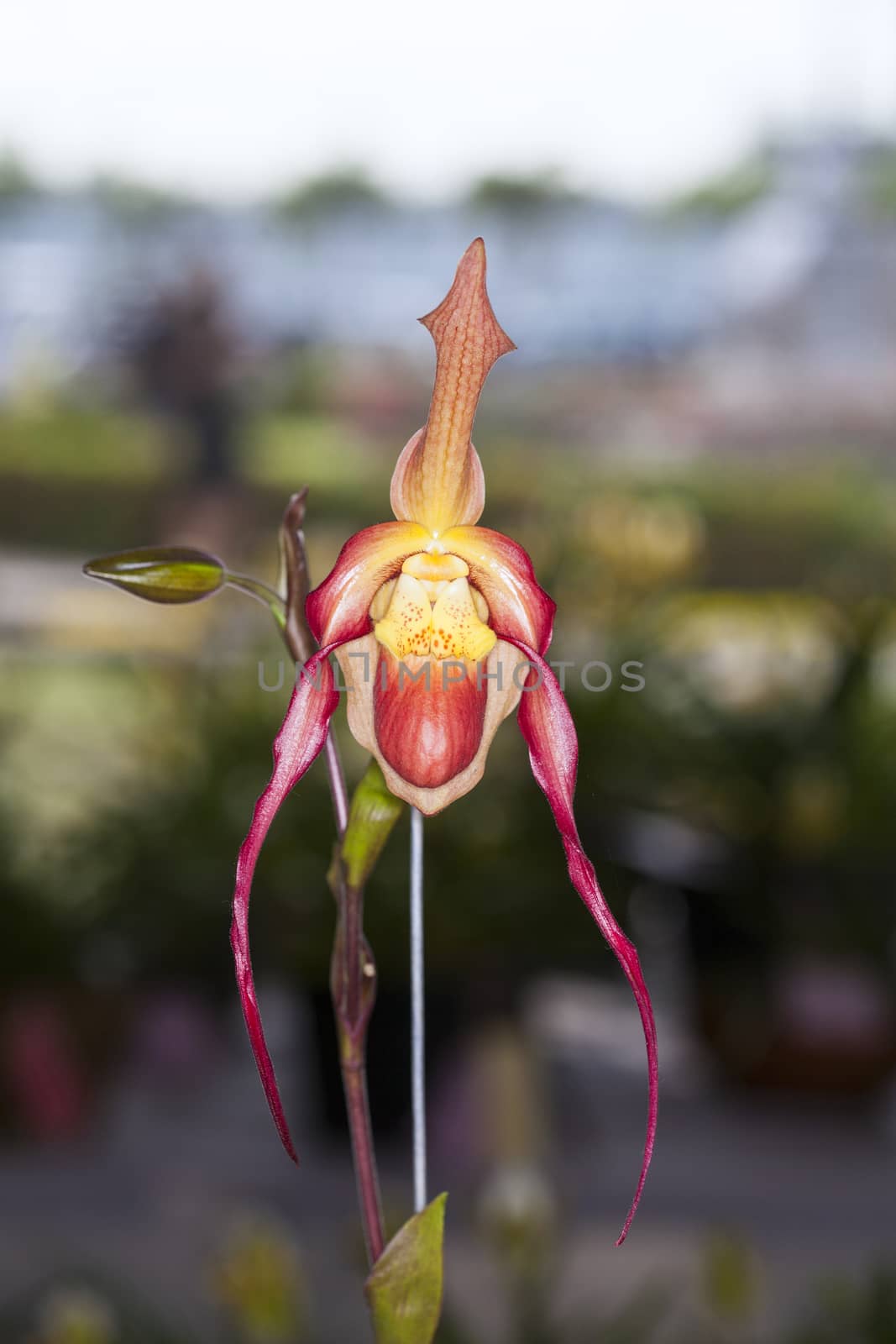 Paphiopedilum orchid or Lady's Slipper orchid. by jee1999