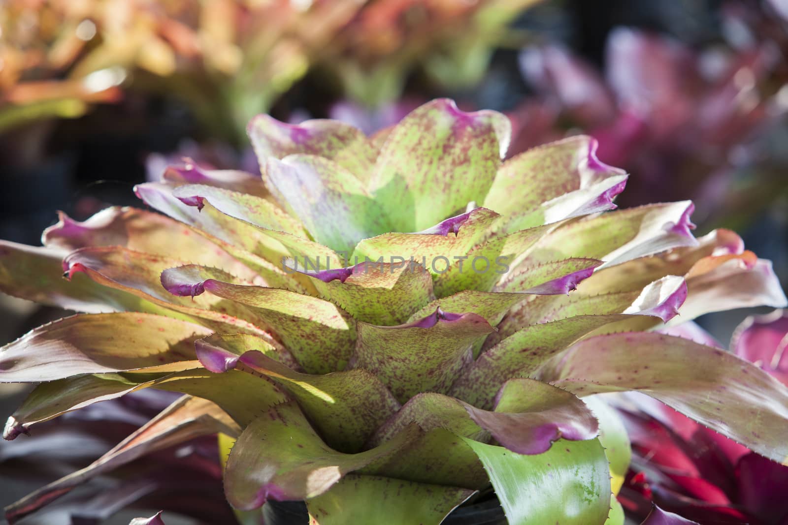 Bromeliad flower in the garden with nature by jee1999