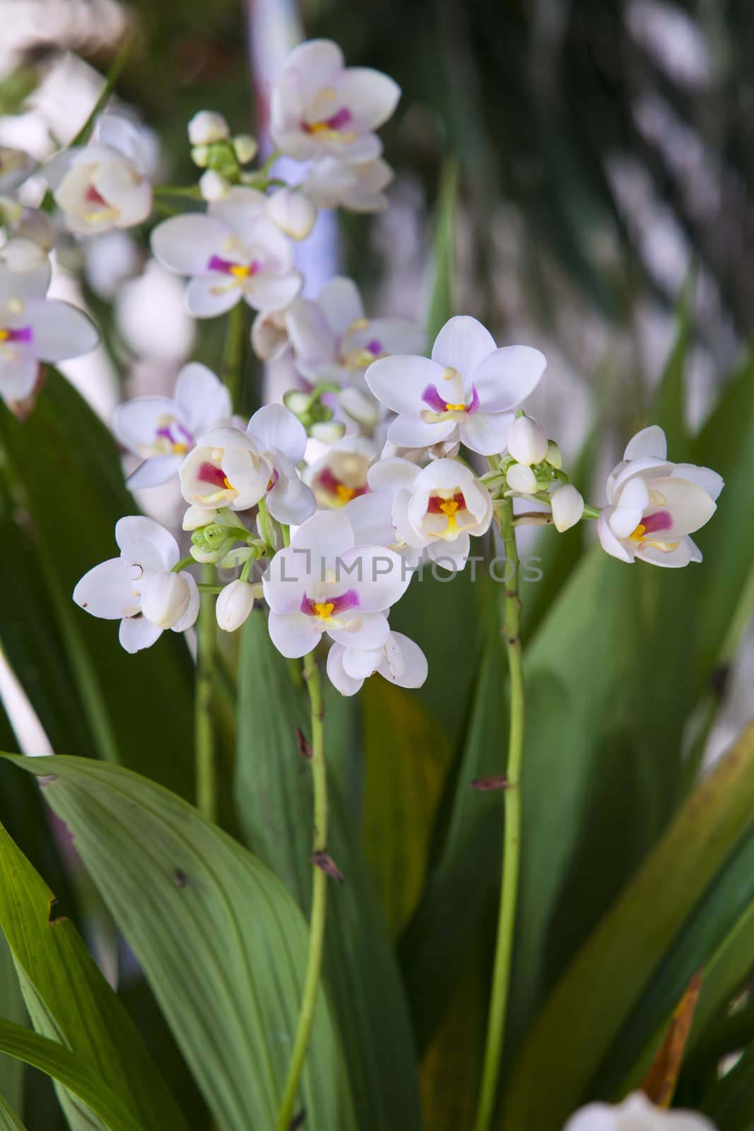 spathoglottis plicata orchid flower in a garden