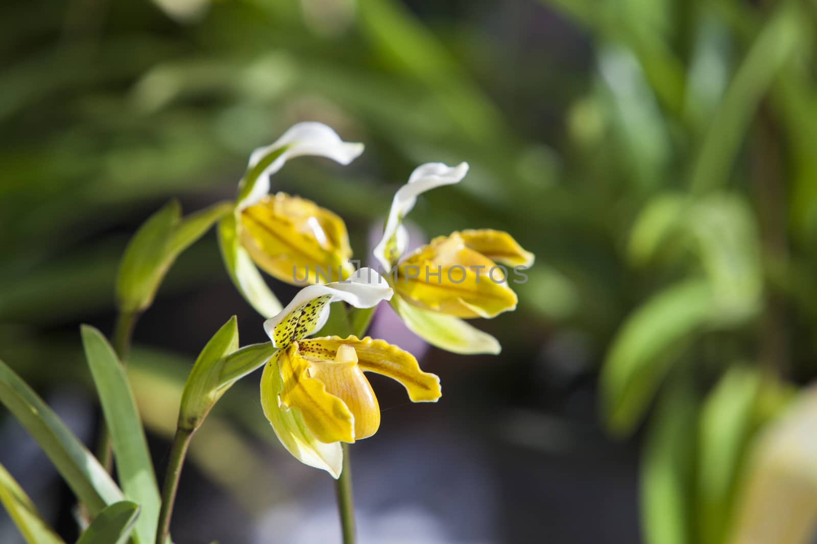 Paphiopedilum exul  orchid flowers with two on Black background.