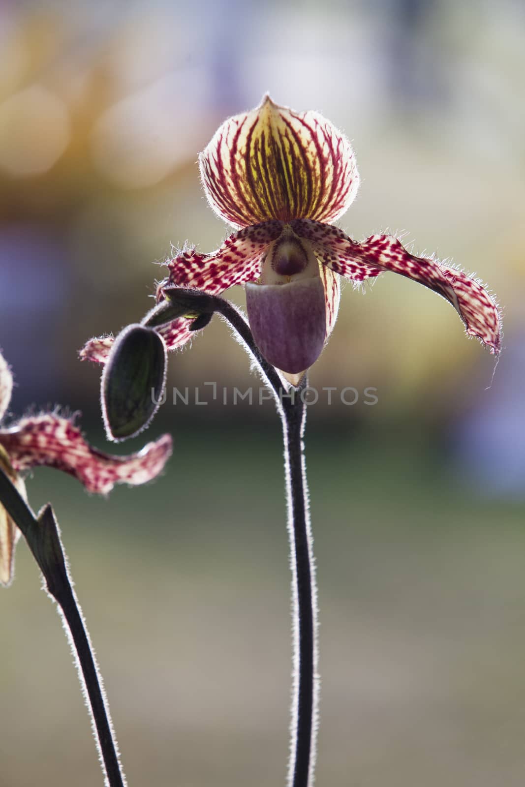 Orchid flower in tropical garden, Chiang Mai, Thailand.  Paphiopedilum, often called the Venus slipper, is a genus of the Lady slipper.