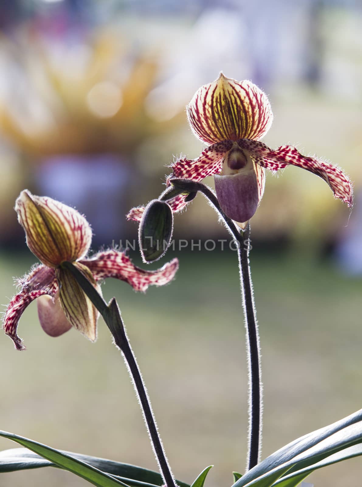 Orchid flower in tropical garden, Chiang Mai, Thailand.  Paphiopedilum, often called the Venus slipper, is a genus of the Lady slipper.