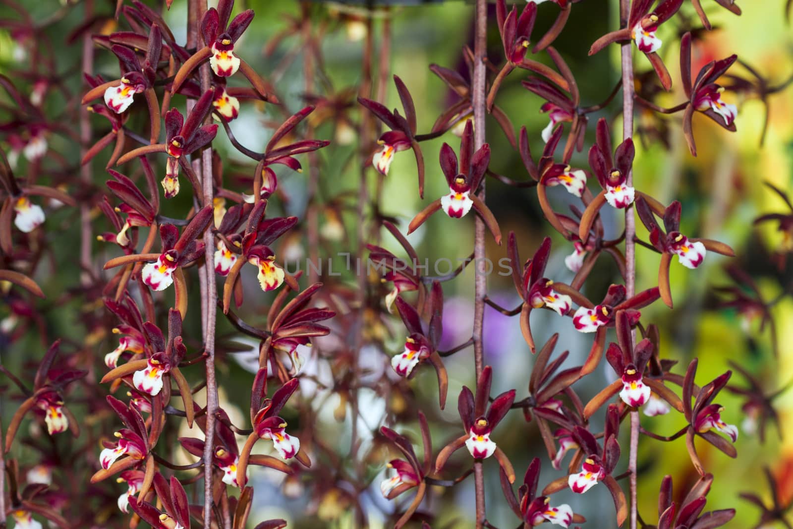 Cymbidium atropurpureum  is epiphytic orchid Close up viwe.