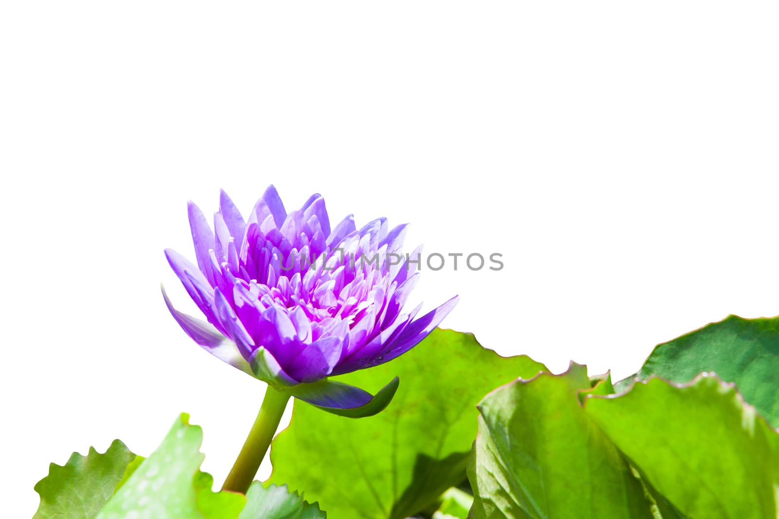 Purple lotus on white by jee1999