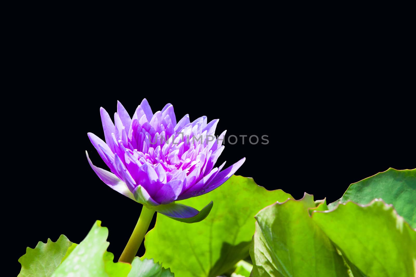 Purple lotus on black by jee1999