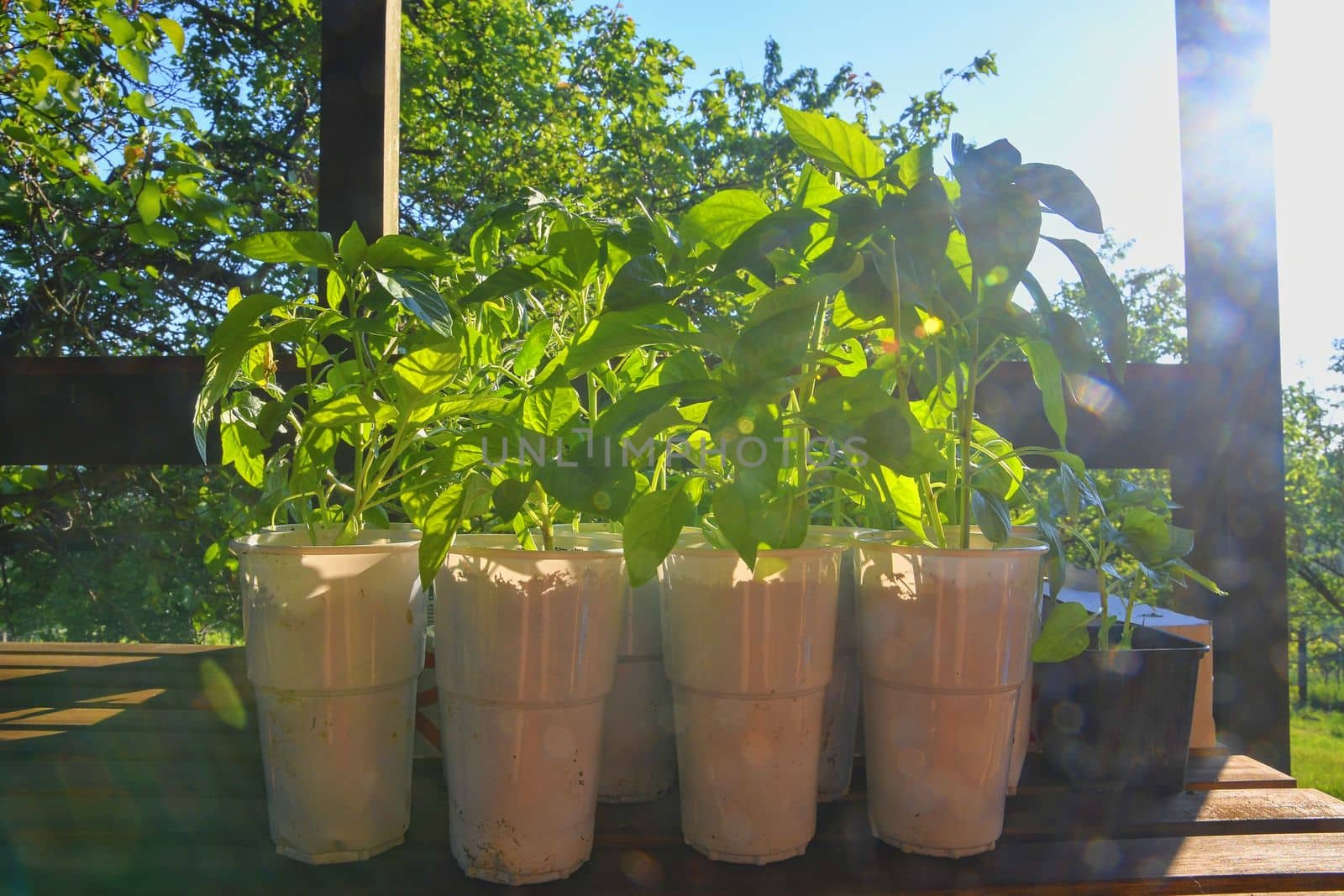 Seedlings of peppers and tomatoes on garden table. Seedlings ready to plant. Sun flare by roman_nerud